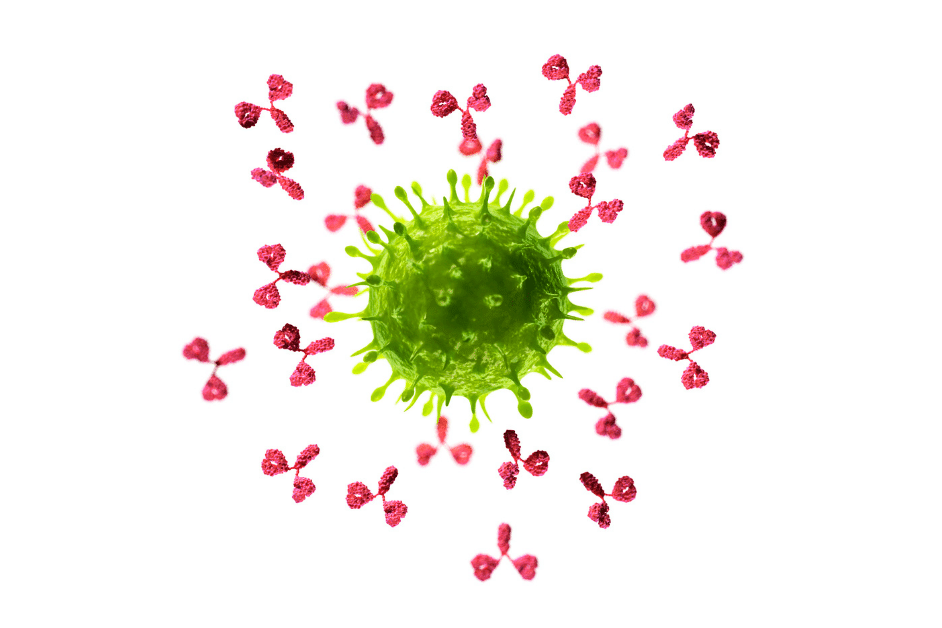 "antibodies attacking virus" image used in "How to boost one’s immunity and the challenges you may face" post