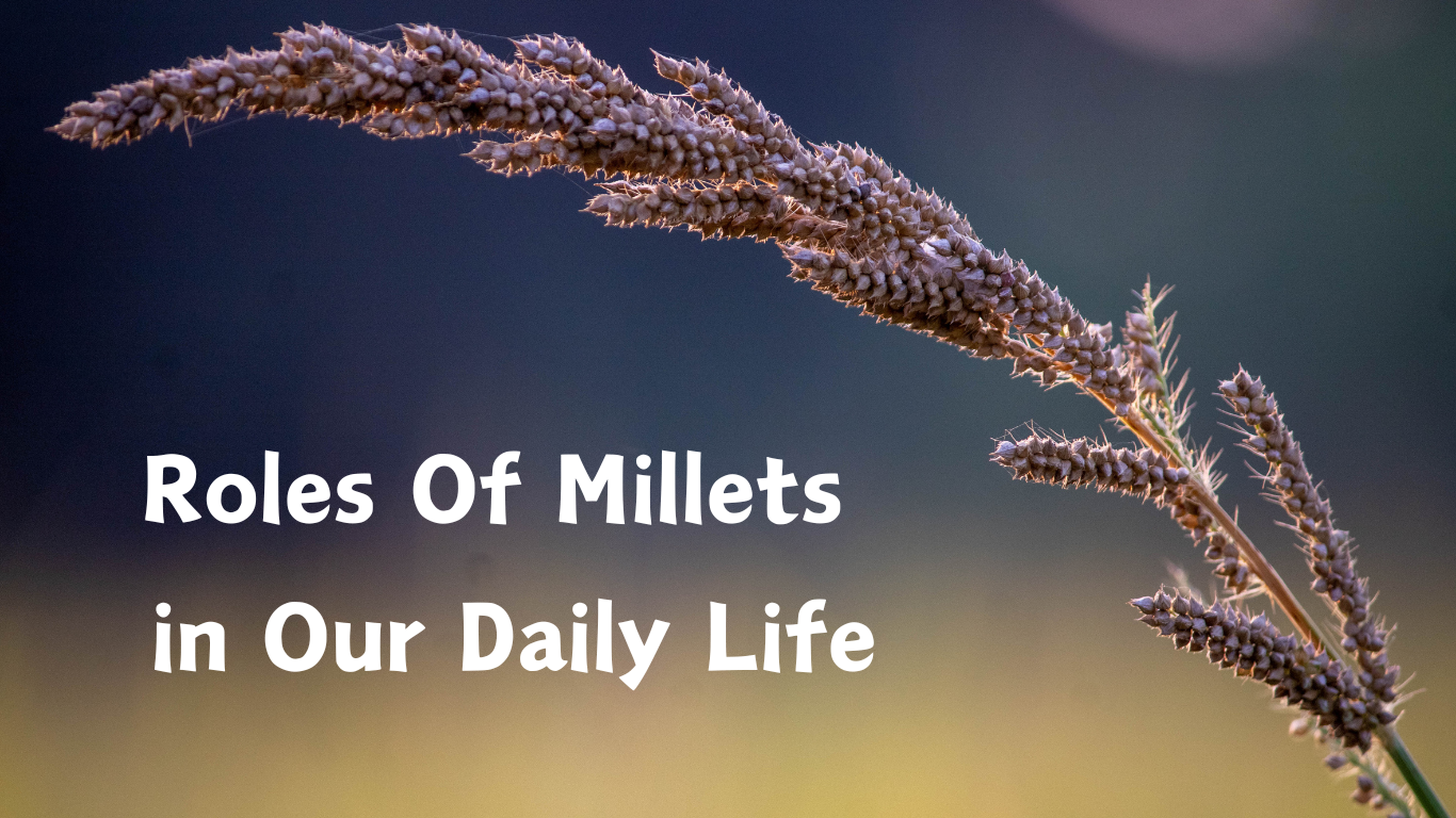 Roles of Millet in our Daily Life