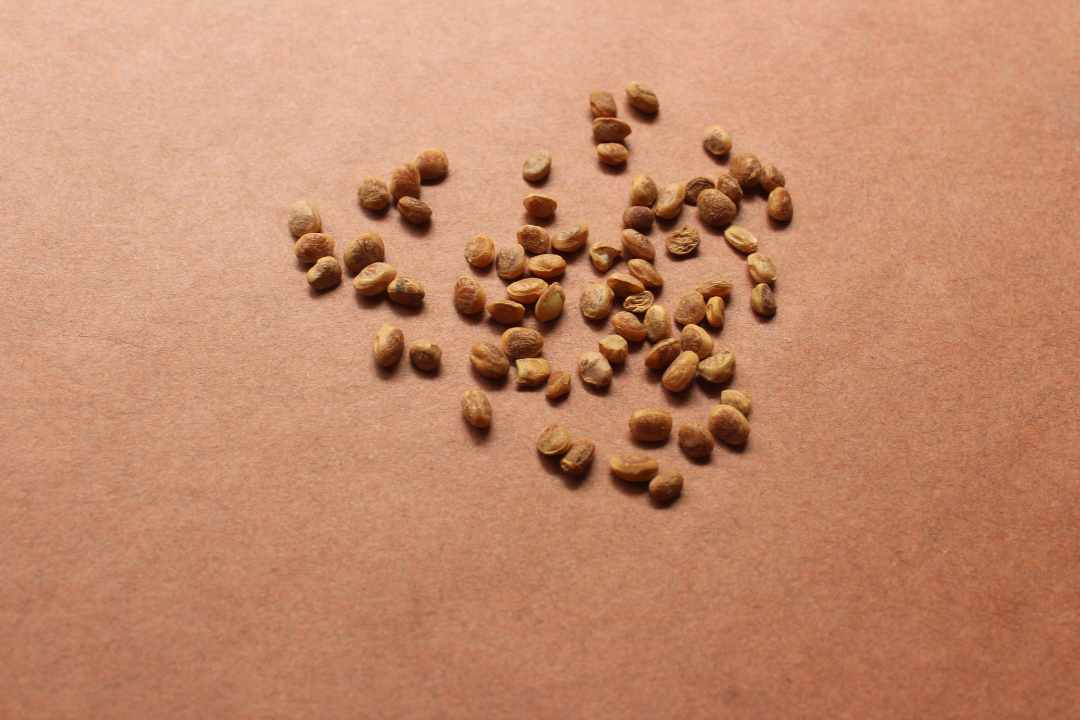 Chironji dry fruit image used in the post "Chironji dry fruit benefits; why you must add it to your diet"