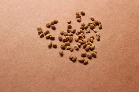 Chironji dry fruit image used in the post "Chironji dry fruit benefits; why you must add it to your diet"