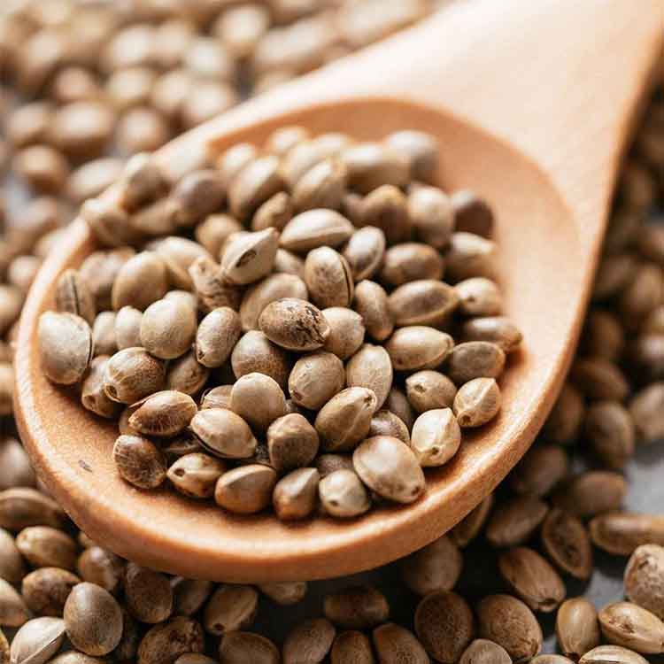 Buy Online Hemp Seeds, Hemp Nuts, Bhang Ka Beej at Best Price India, Order Online hemp seeds at online in India with Cash on Delivery Available